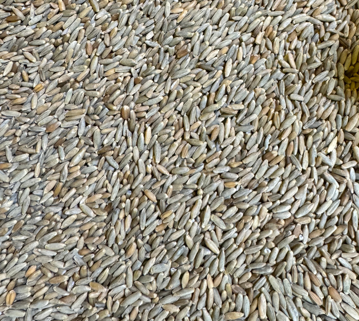 50lb Raw Rye